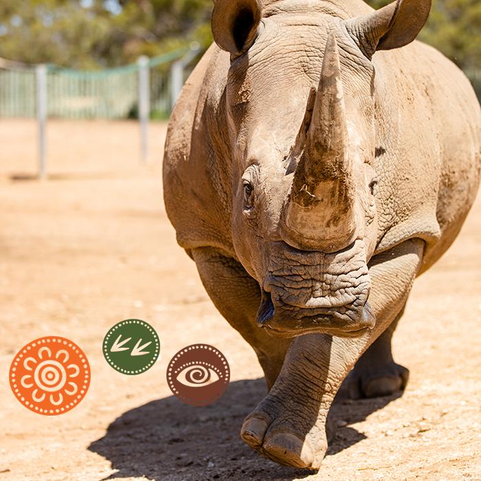 Southern White Rhino at Monarto Safari Park